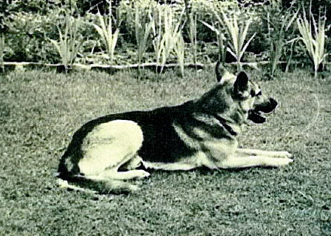 Berol_von_der_Rudenzburg_Deutscher_Schäfer_Polizeihund_Schutzhund_Kriminalklasse Berol_von_der_Rudenzburg_Deutscher_Schäfer_Polizeihund_Schutzhund_Kriminalklasse