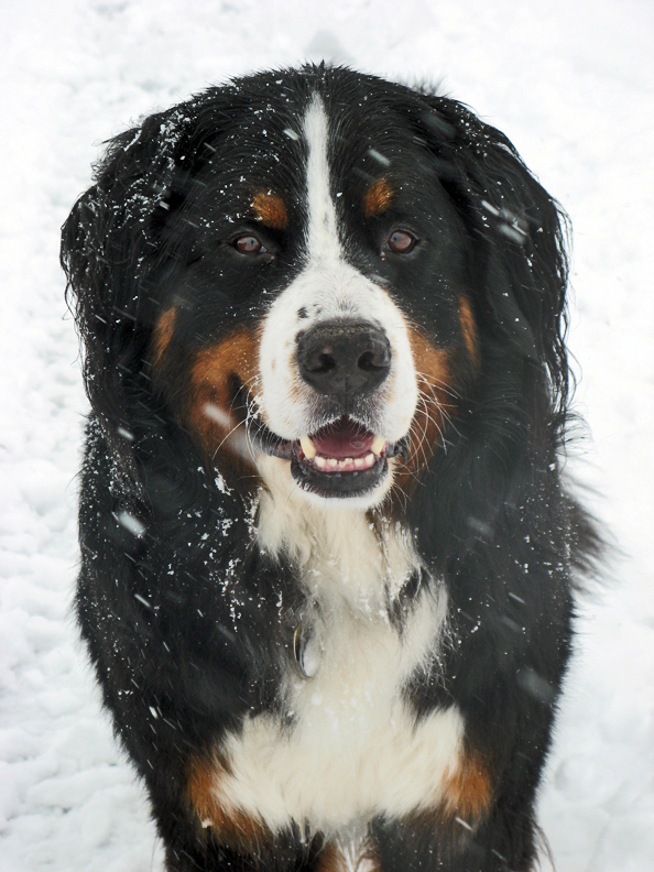 Caro_vom_Stieracker_Berner_Sennenhund Caro_vom_Stieracker_Berner_Sennenhund