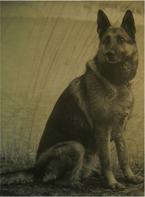 Hella_von_der_Wendelinsglocke_Deutscher_Schäfer_Polizeihund_Schutzhund_Kriminalklasse