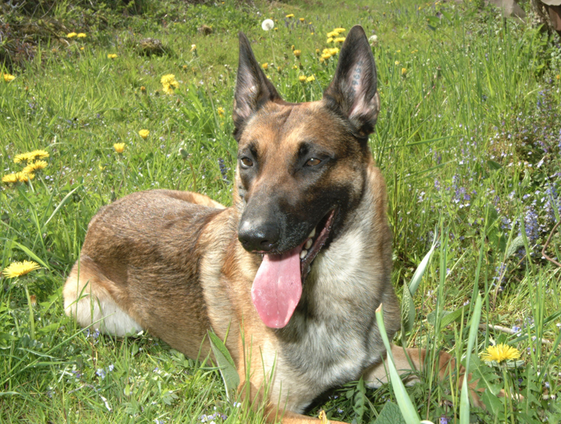 Jgor_de_la_court_d'Agibert_Malinois_Polizeihund_Schutzhund_Kriminalklasse