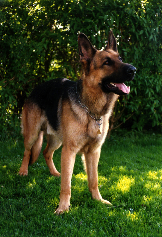 Kimbo_vom_Bostadel_Deutscher_Schäfer_Polizeihund_Schutzhund_Kriminalklasse