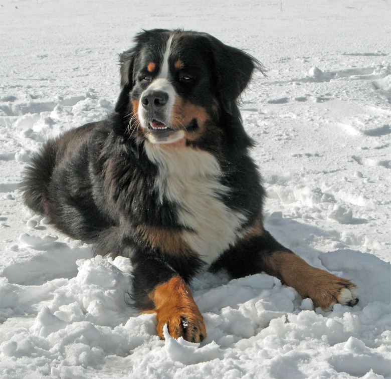 Ventino_vom_Rickenwind_Berner_Sennenhund Ventino_vom_Rickenwind_Berner_Sennenhund